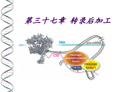 第三十七章 转录后加工