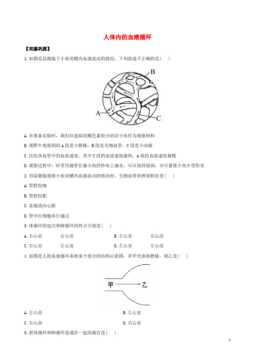 七年级生物下册 4.10.2 人体内的血液循环课时达标练习(含解析)(新版)苏教版