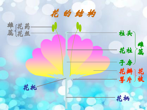 传粉与受精中小学PPT教学课件