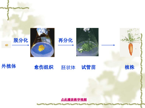 植物细胞工程的实际应用课件1
