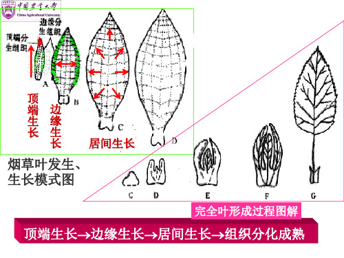 禾本科植物叶片