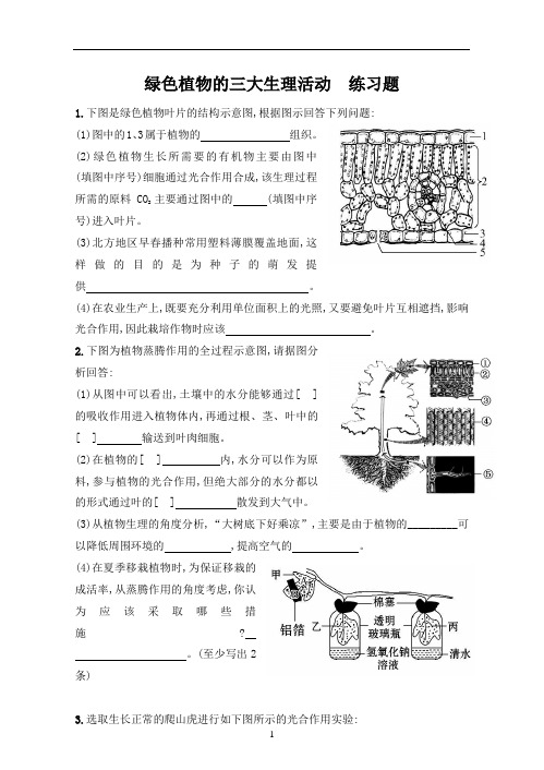 绿色植物三大生理活动练习