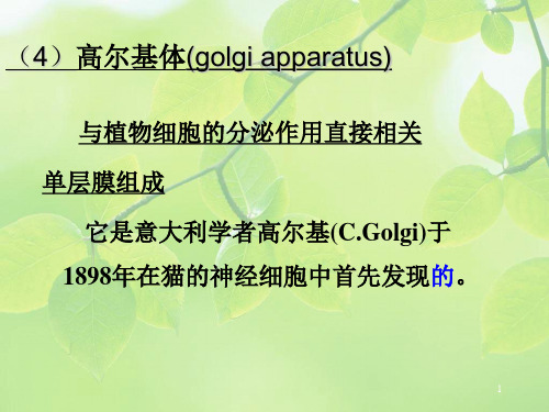 《植物学》课件：高尔基体(golgi apparatus)