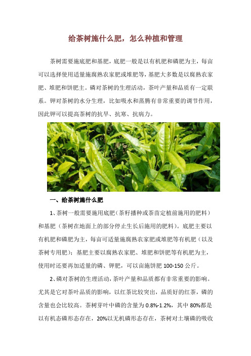 给茶树施什么肥,怎么种植和管理