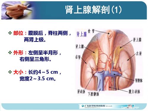 吴美芬库欣综合征PPT课件