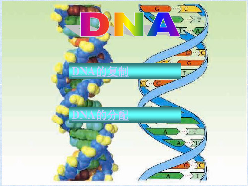 DNA的复制与分配