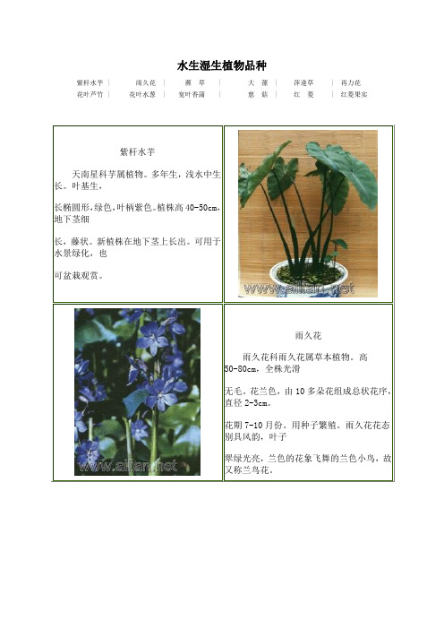 水生湿生植物品种