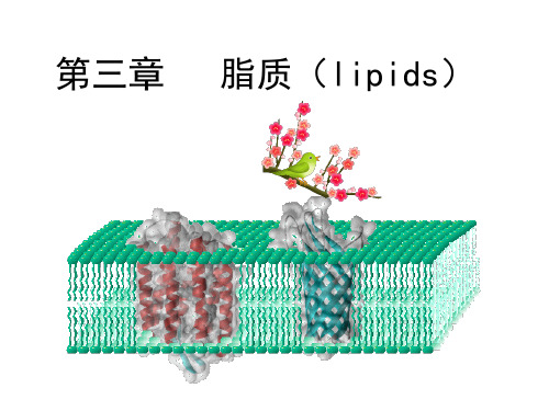 生物化学——3脂质