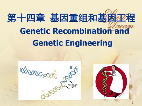 生物化学课件  基因重组和基因工程