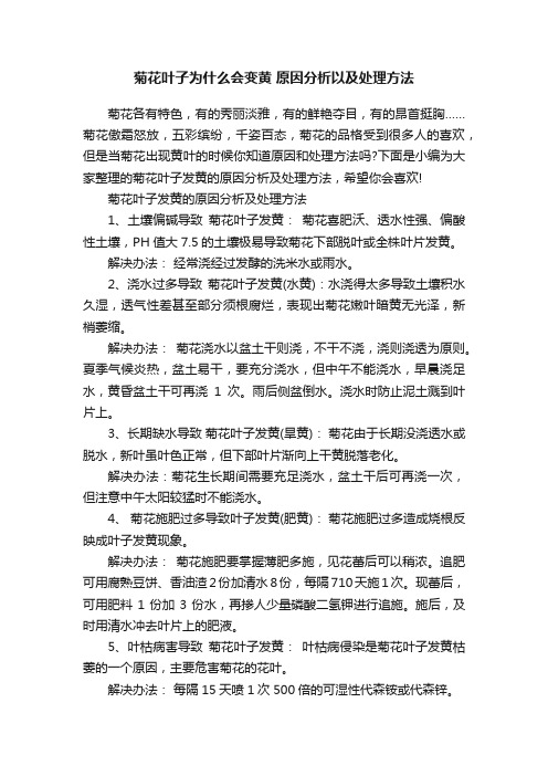 菊花叶子为什么会变黄原因分析以及处理方法