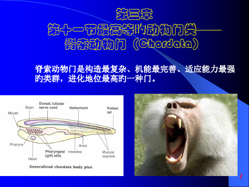 脊索动物门专业知识