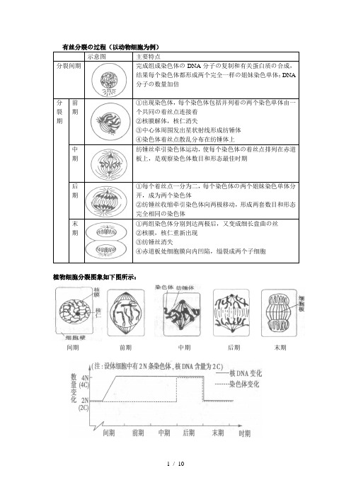 有丝分裂和减数分裂的过程和图像