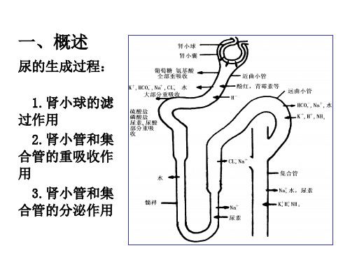 肾小球的滤过功能