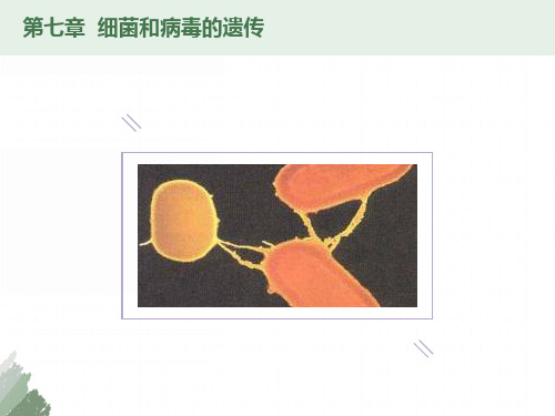 普通遗传学细菌和病毒的遗传