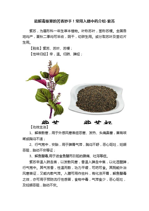 能解毒驱寒的芳香妙手！常用入膳中药介绍-紫苏