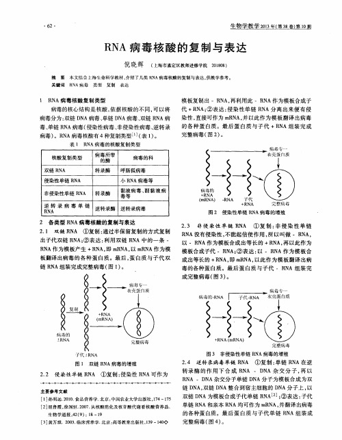 RNA病毒核酸的复制与表达