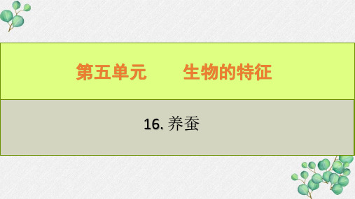 六三制新青岛版四年级科学下册《16养蚕》PPT课件