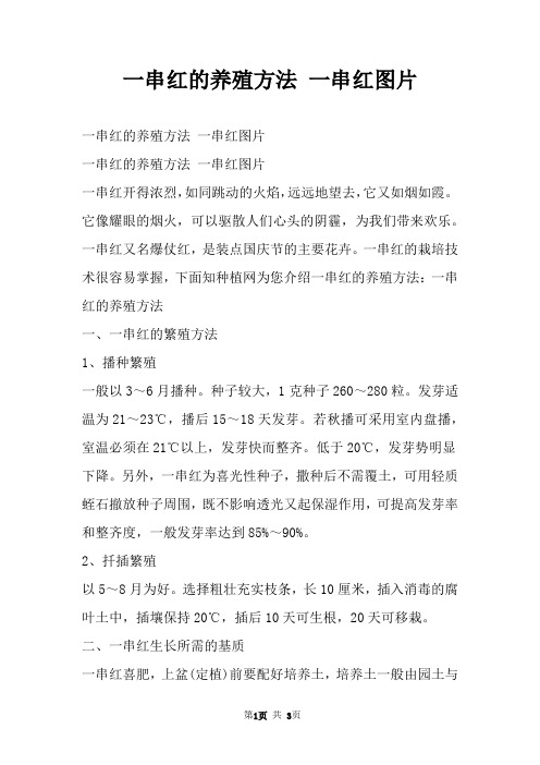 一串红的养殖方法 一串红图片
