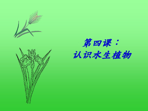 《水生植物》ppt-水生植物解析ppt