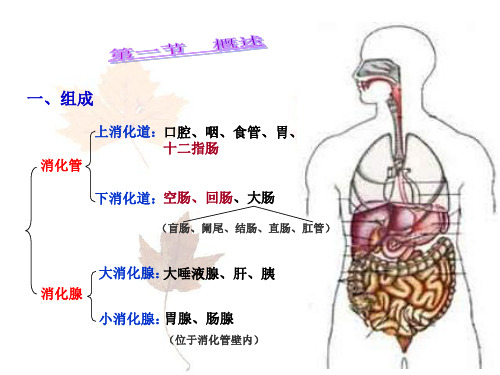 最新消化系统宣讲主题讲座课件