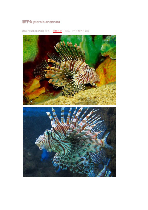 狮子鱼pterois anennata