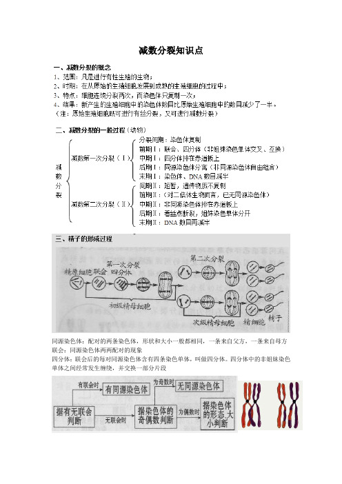 减数分裂知识点总结