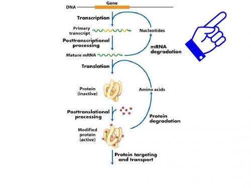 分子诊断学_绪论感染性疾病的分子诊断