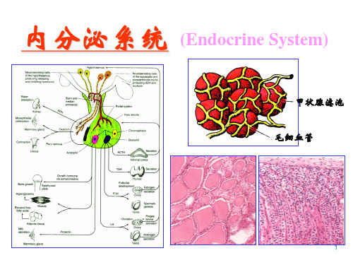 Y733-组织学与胚胎学-内分泌系统
