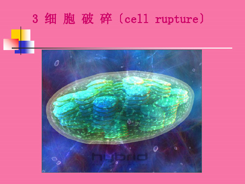 《细胞破碎分离》ppt课件