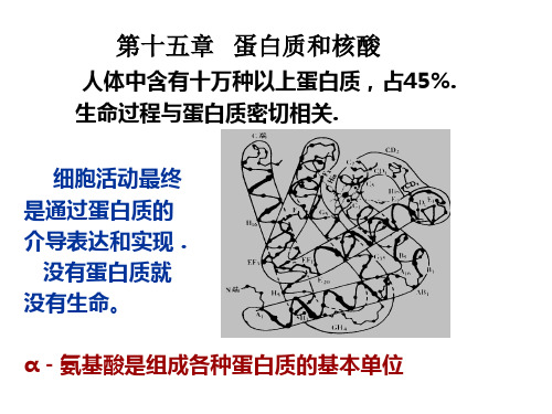 蛋白质和氨基酸