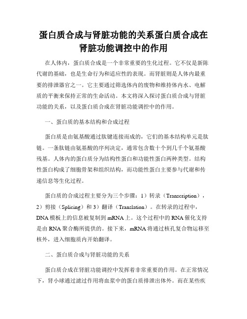 蛋白质合成与肾脏功能的关系蛋白质合成在肾脏功能调控中的作用