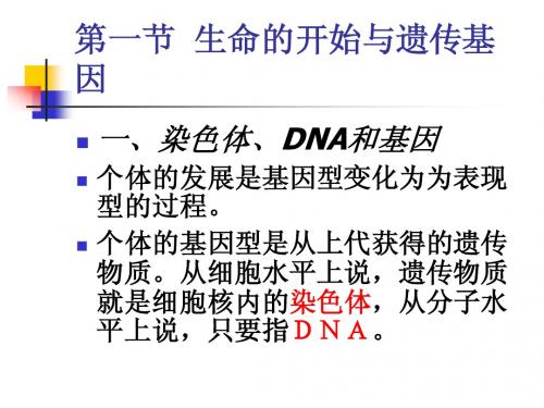 第二章  儿童心理发展的生物学基础