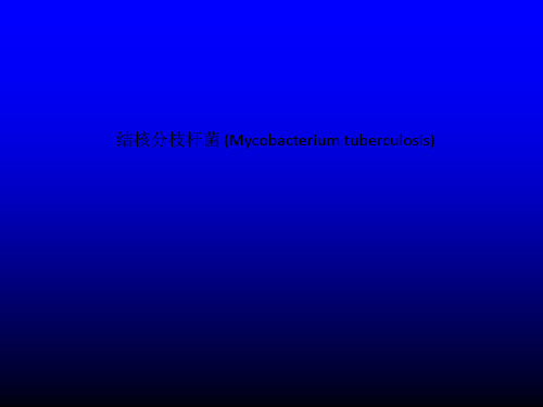 结核分枝杆菌 (Mycobacterium tuberculosis)