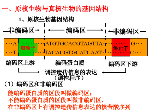 原核生物与真核生物的基因结构