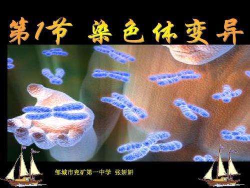 高中生物第5章基因突变及其他变异-PPT课件