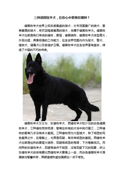 三种德国牧羊犬，在你心中更喜欢哪种？