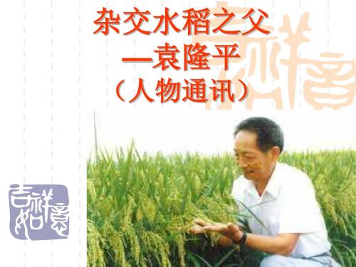 杂交水稻之父---袁隆平