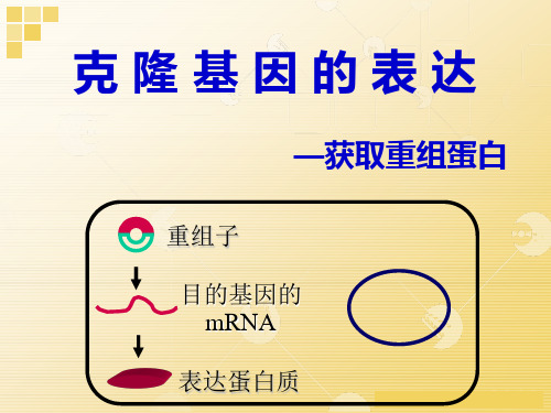 生物制药工程：第二章 第七节 基因表达