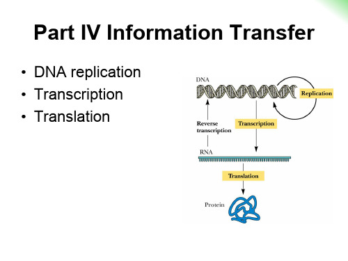 chapter 28-DNA replication