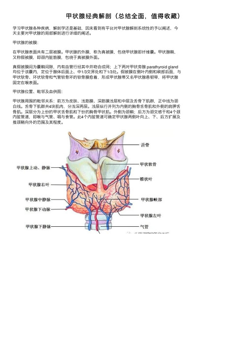 甲状腺经典解剖（总结全面，值得收藏）