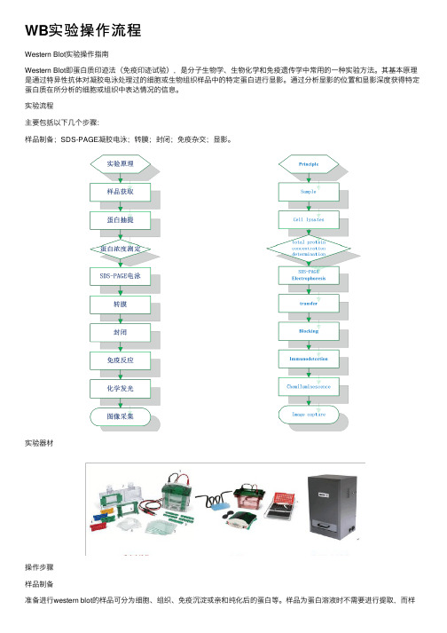 WB实验操作流程