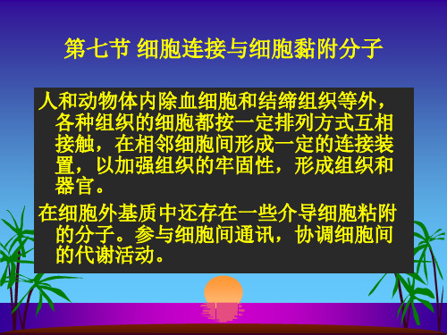 第七节 细胞连接与细胞黏附分子