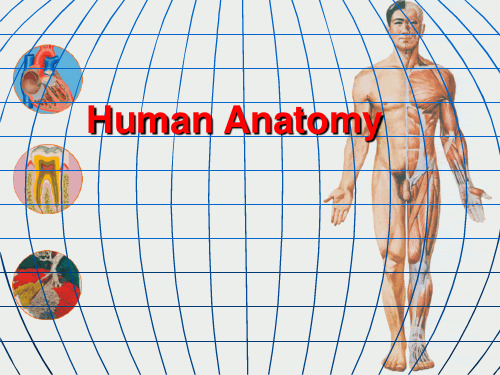 解剖学(英文版)全套PPT课件