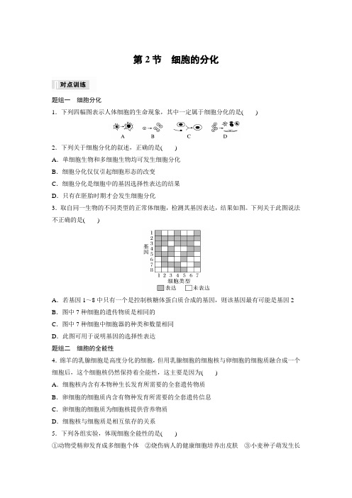 高中生物必修一 同步讲义第6章 第2节 细胞的分化