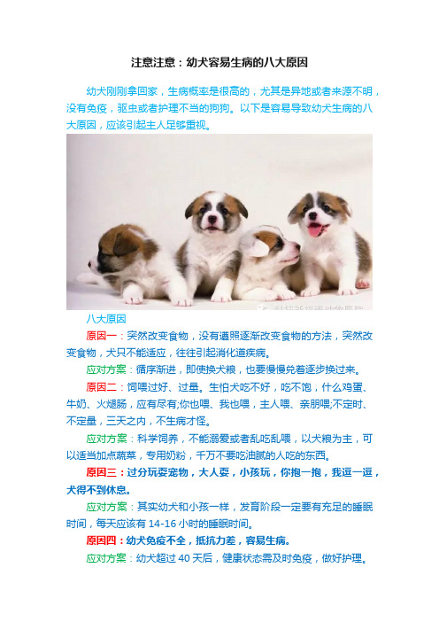 注意注意：幼犬容易生病的八大原因