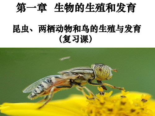 复习八下第一章生物的生殖和发育(昆虫、两栖、鸟类的生殖发育)