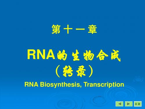 第11章转录