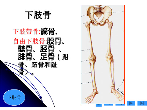 解剖学-下肢骨