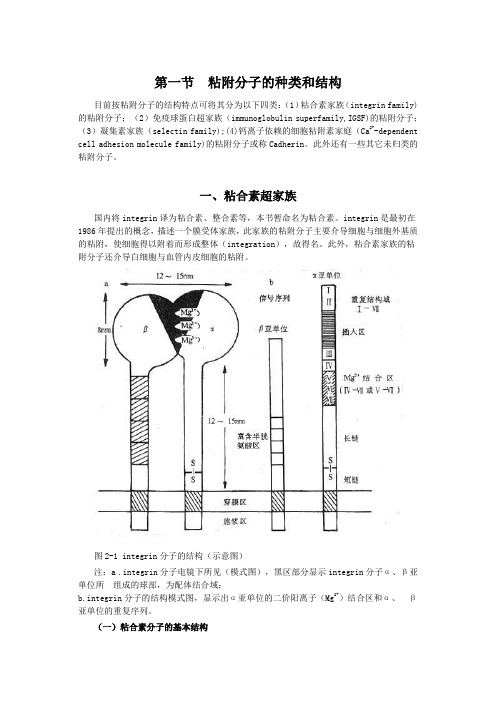 粘附分子概念及介绍