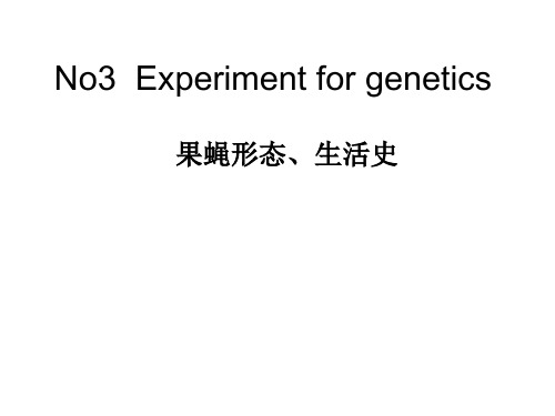 果蝇形态、生活史